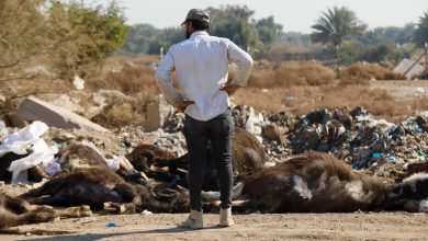 العراق.. تفشي الحمى القلاعية يثير القلق بين المربين والمواطنين