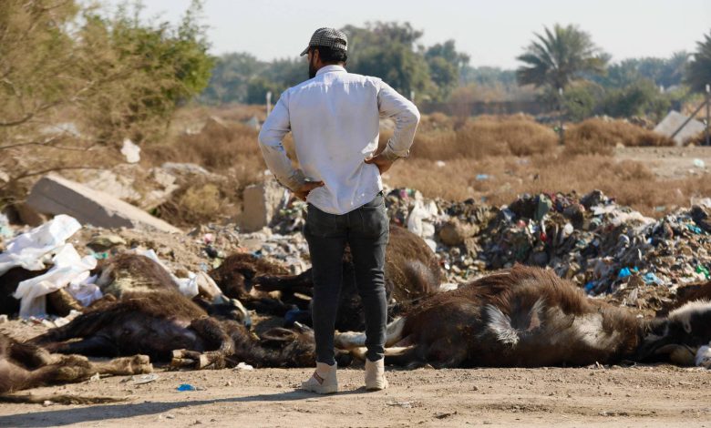 العراق.. تفشي الحمى القلاعية يثير القلق بين المربين والمواطنين